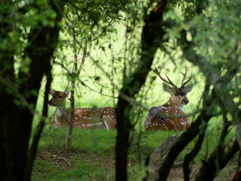 Cerf axis