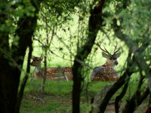 Cerf axis