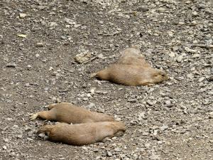Chien de prairie