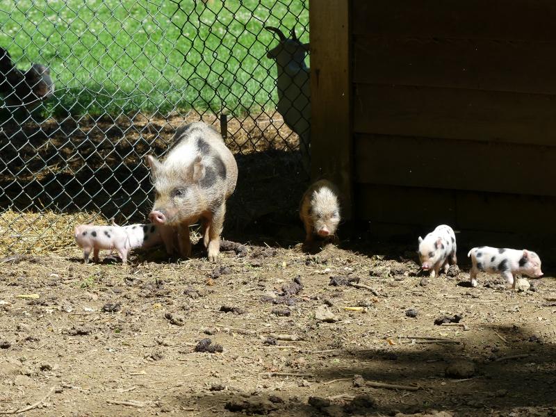 Cochon nain du Vietnam