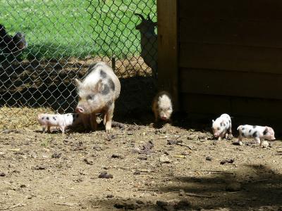 Cochon nain du Vietnam