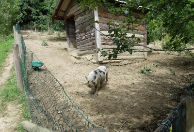 Cochon nain du Vietnam