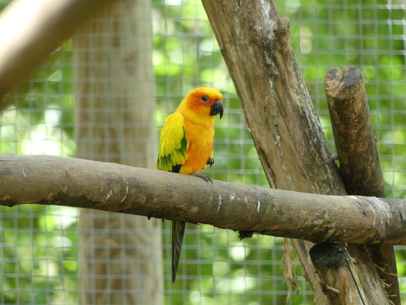 Conure soleil