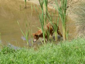 Dingo