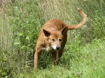 Dingo