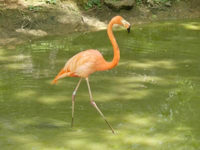 Flamant des Caraïbes