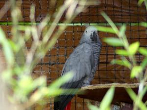 Gris du Gabon