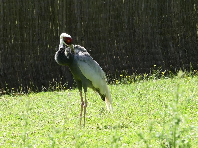 Grue à cou blanc