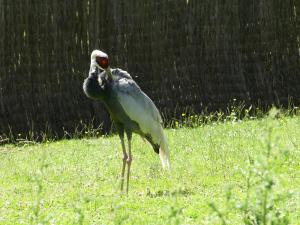 Grue à cou blanc