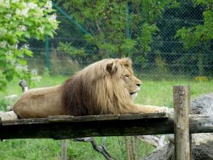 Lion d'Angola