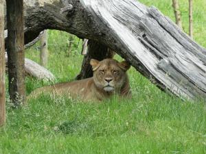 Lion d'Angola