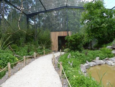 Loriquet de Swainson