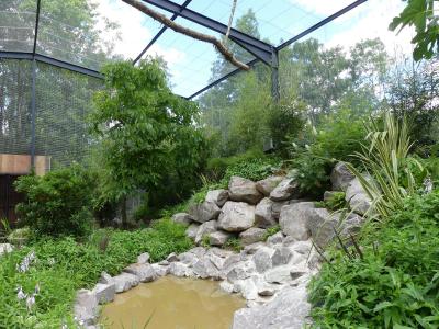 Loriquet de Swainson