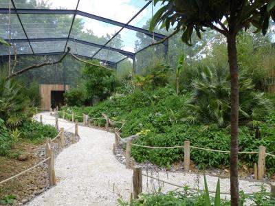 Loriquet de Swainson