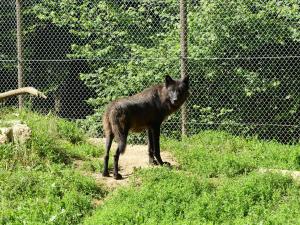 Loup du Canada
