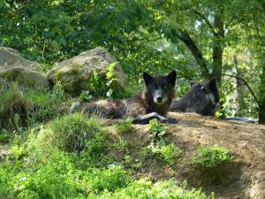 Loup du Canada