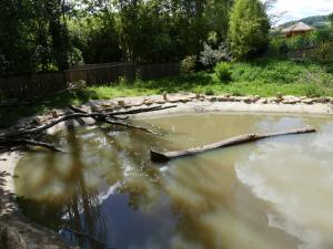 Loutre naine d'Asie