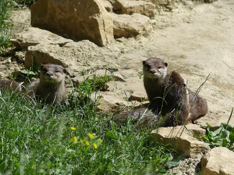 Loutre naine d'Asie