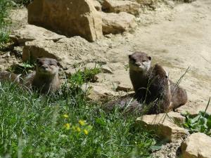 Loutre naine d'Asie