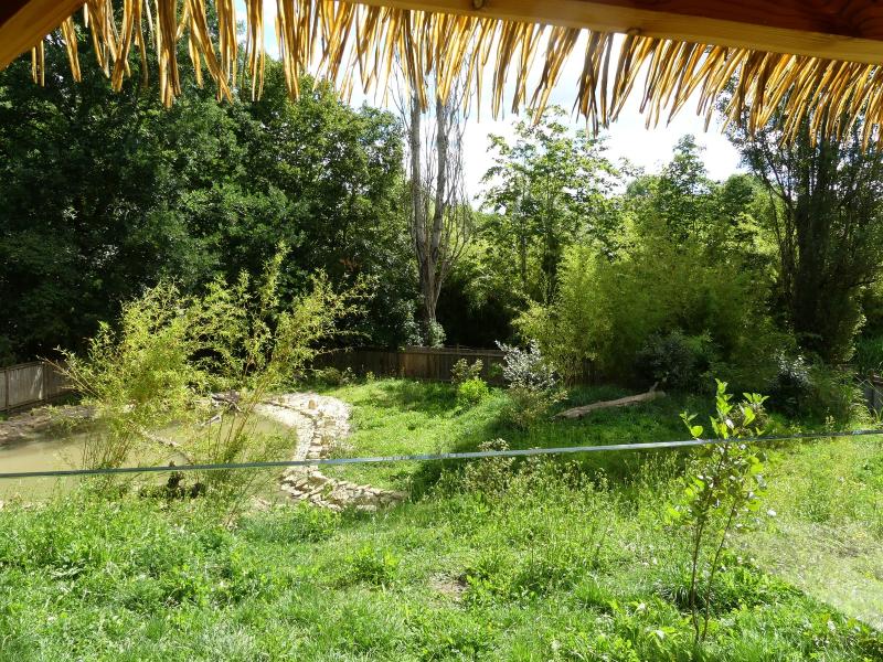 Loutre naine d'Asie