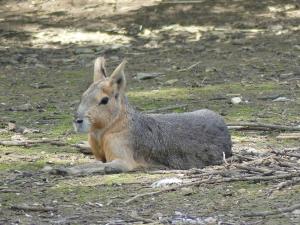 Mara
