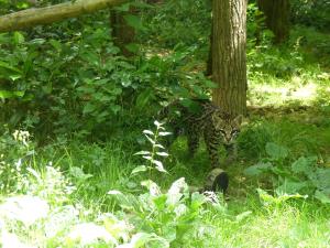 Ocelot