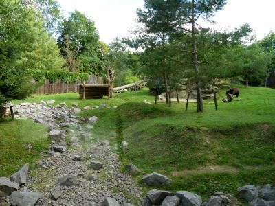 Ours noir d'Amérique