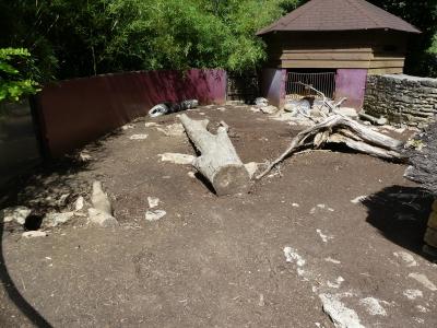 Porc-épic à crète