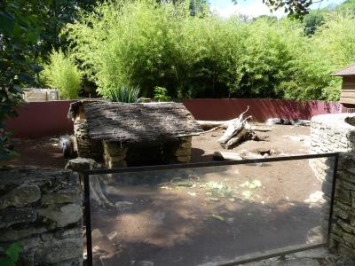 Porc-épic à crète