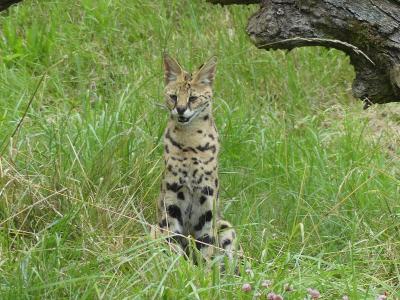 Serval