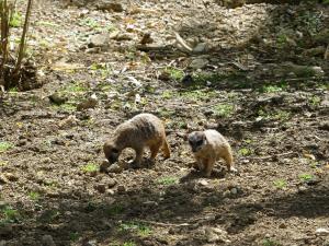 Suricate