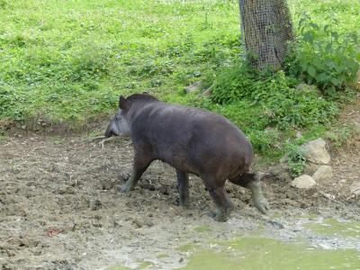 Tapir terrestre