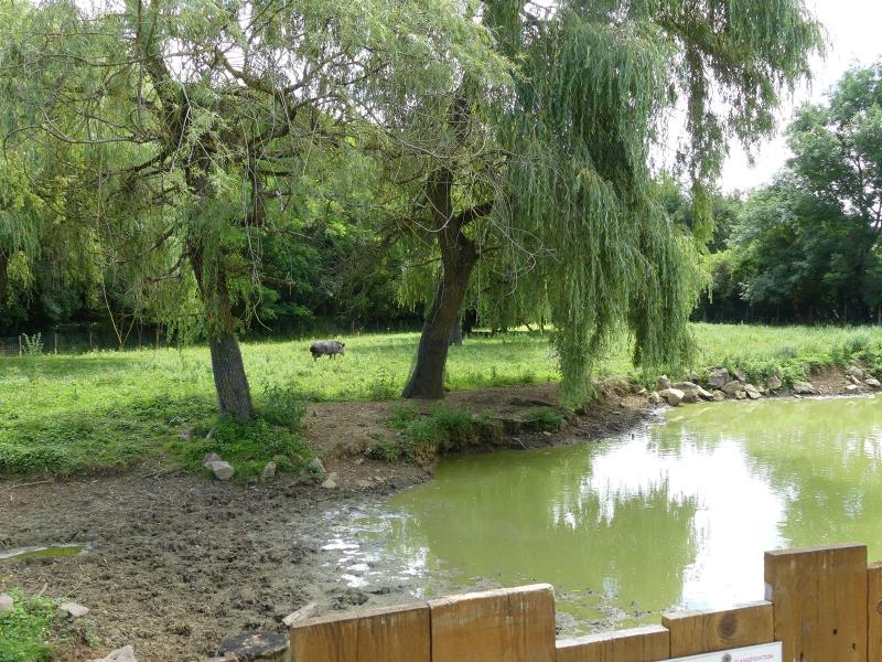 Tapir terrestre