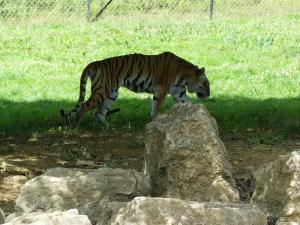 Tigre