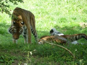 Tigre