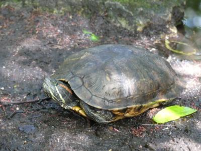 Tortue de Floride