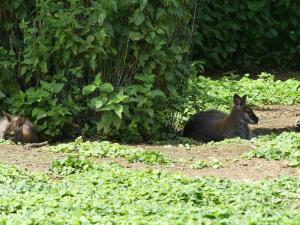 Wallaby de Bennett