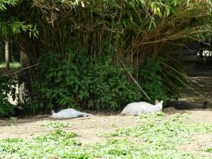 Wallaby de Bennett