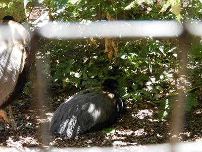 Agami trompette - 2020