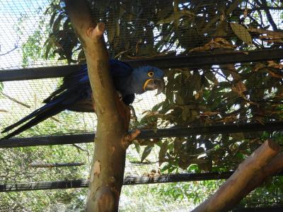 Ara hyacinthe - 2020