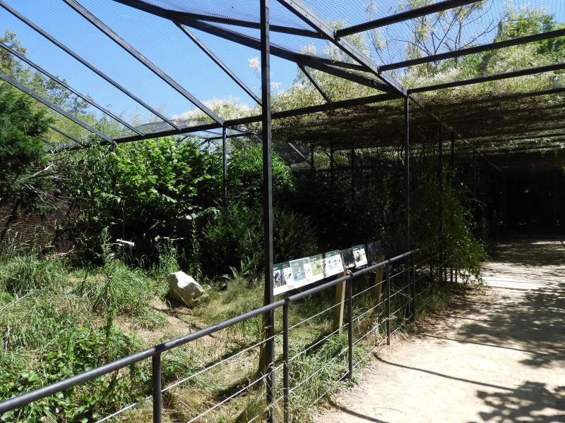 Avocette élégante - Chevalier gambette -  Rollier à ventre beu