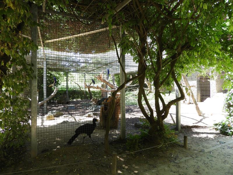 Conure de Patagonie - Ara hyacinthe - Ara canindé - Grand hocco