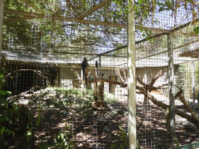 Conure de Patagonie - Ara hyacinthe - Ara canindé - Grand hocco - 2020