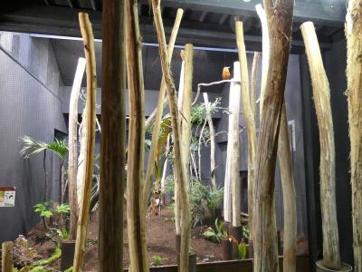 Coracine chauve - 2020