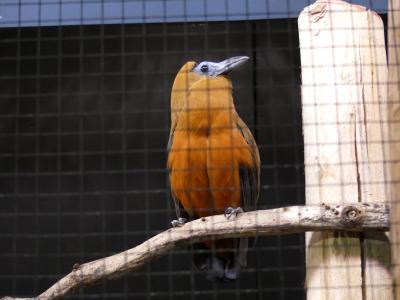 Coracine chauve - 2020