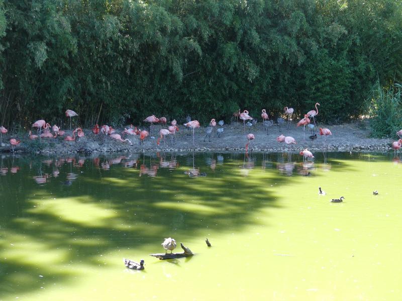 Flamant des Caraïbes