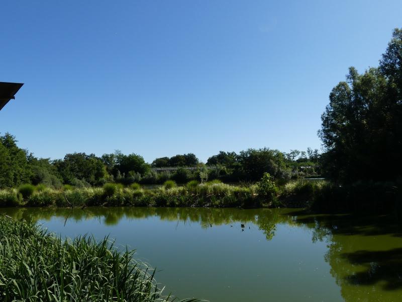 Flamant des Caraïbes