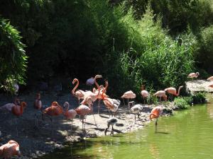 Flamant des Caraïbes