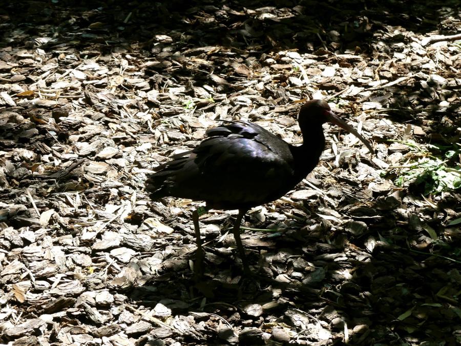 Ibis de Ridgway
