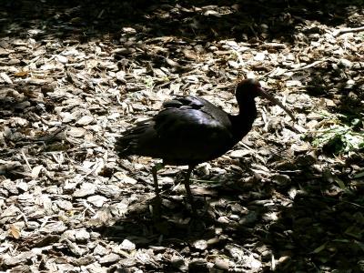 Ibis de Ridgway - 2020